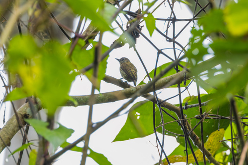 Lafresnaye's Piculet (Picumnus lafresnayi), photo 5