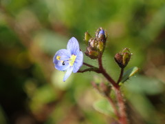 Veronica acinifolia