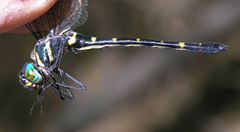 Macromia chaiyaphumensis