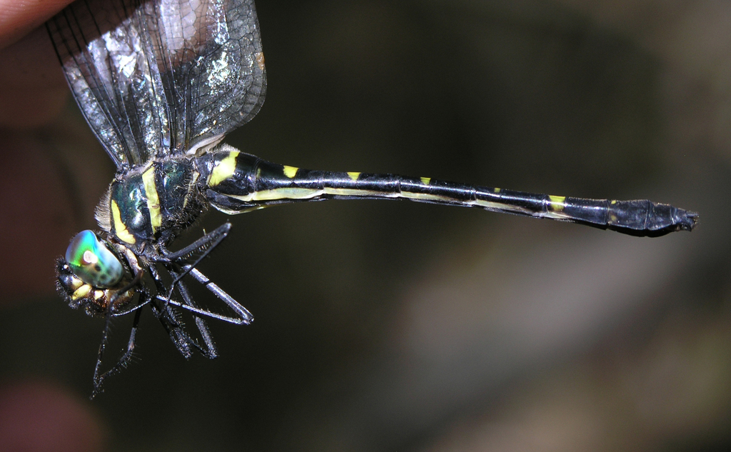 Macromia chaiyaphumensis