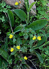 Hemimeris gracilis
