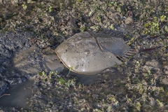 Tachypleus gigas