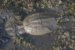 Tachypleus gigas