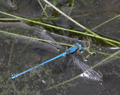 Ceriagrion azureum