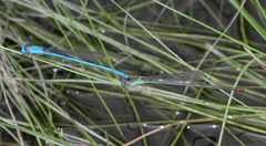 Ceriagrion azureum