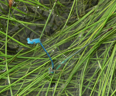 Ceriagrion azureum