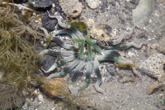 Edwardsianthus pudica image