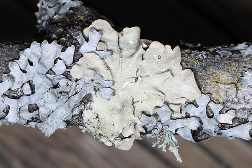 Flavoparmelia caperata