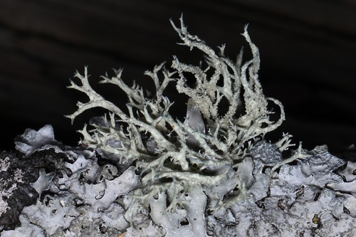 Evernia mesomorpha