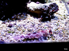 Synchiropus stellatus