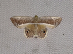 Opisthoxia
