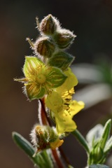 Helianthemum stipulatum