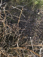 Matthiola parviflora