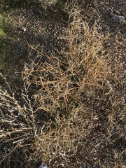 Matthiola parviflora