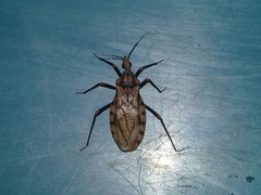 Panstrongylus geniculatus