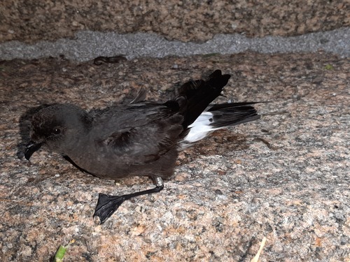 European Storm-Petrel, A Coruña, España, photo 5 of 10
