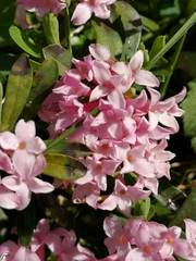 Daphne striata