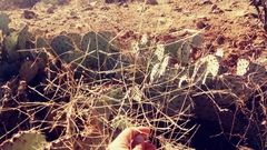 Aristida ternipes ternipes