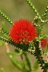 Melaleuca aestiva