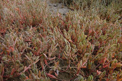 Suaeda novae-zelandiae