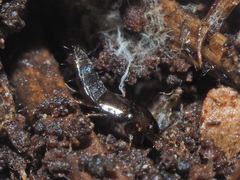 Habrocerus capillaricornis