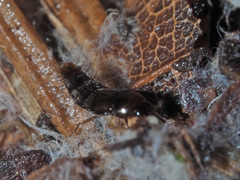 Habrocerus capillaricornis