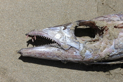 Lepidopus caudatus