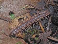 Polydesmus complanatus