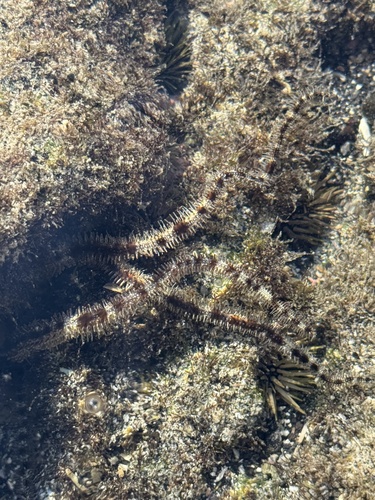 Ophiocoma scolopendrina, 2024-12-31