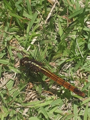Anisoptera