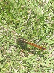 Anisoptera
