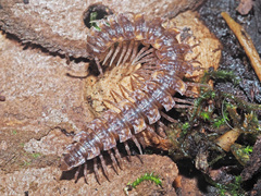 Polydesmus complanatus