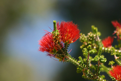 Melaleuca aestiva