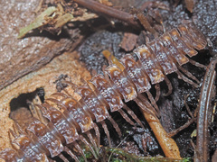 Polydesmus complanatus