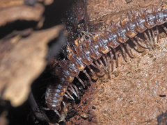 Polydesmus complanatus