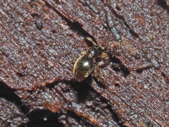 Scydmaeninae
