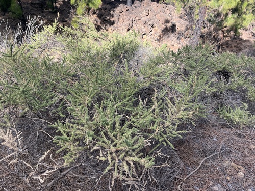 Canary Island flatpod (Adenocarpus foliolosus)