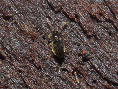 Scydmaeninae