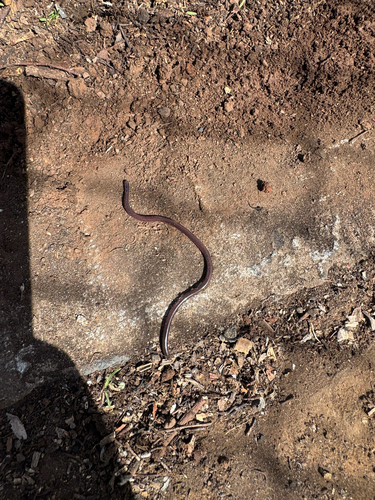 Indotyphlops braminus observed 2025-12-22