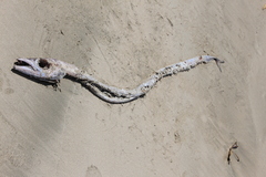 Lepidopus caudatus