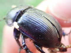 Geotrupes stercorarius