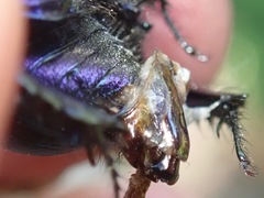 Geotrupes stercorarius