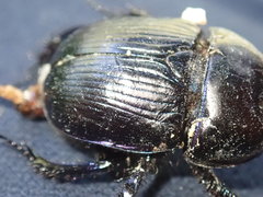 Geotrupes stercorarius