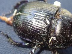 Geotrupes stercorarius