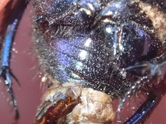 Geotrupes stercorarius