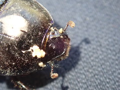 Geotrupes stercorarius