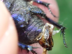 Geotrupes stercorarius
