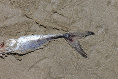 Lepidopus caudatus