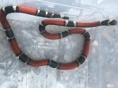 Micrurus dumerilii dumerilii