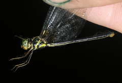 Idionyx thailandicus